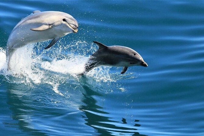 Cruise and Snorkeling with Dolphins Including Lunch from Hurghada - Value check: why this $7.46 dolphin-and-snorkel day can be a steal