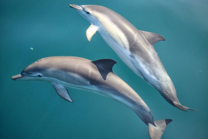 Cruise and Snorkeling with Dolphins Including Lunch from Hurghada - From your Hurghada hotel to the dock: transfer done right