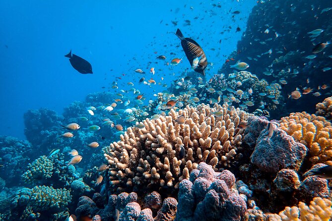 Dahab Blue Hole and Towailat Mountain - What you can realistically expect underwater