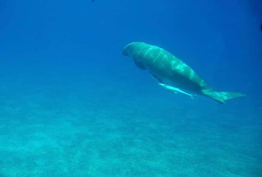 Dahab: luxury Snorkeling cruise with buffet lunch - What to Bring (So You Don’t Lose Time)