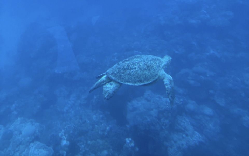 Dahab: Royal seascope Semi-Submarine Cruise - Who Should Book This Semi-Submarine Cruise (and Who Might Skip It)