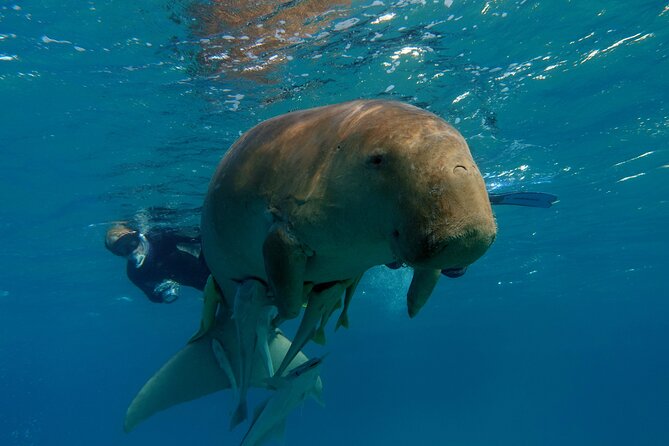 Daily Dive with Dugongs & Turtles at Marsa Mubarak | Marsa Alam - Quick Highlights