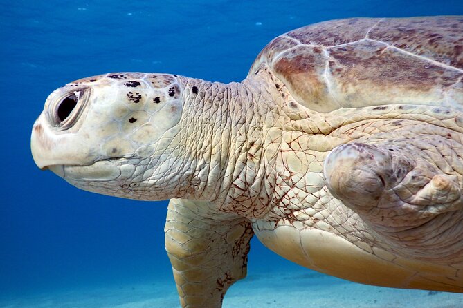 Daily Dive with Dugongs & Turtles at Marsa Mubarak | Marsa Alam - Marsa Mubarak Bay: Dugongs and Giant Turtles at Work