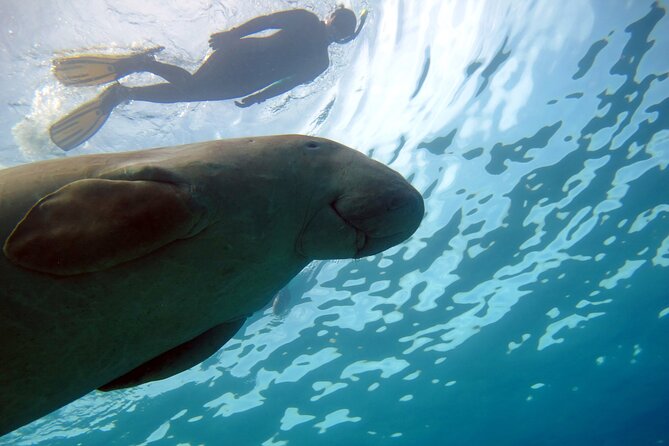 Daily Dive with Dugongs & Turtles at Marsa Mubarak | Marsa Alam - Small-Group Energy, Photos, and the “No Hassle” Feeling