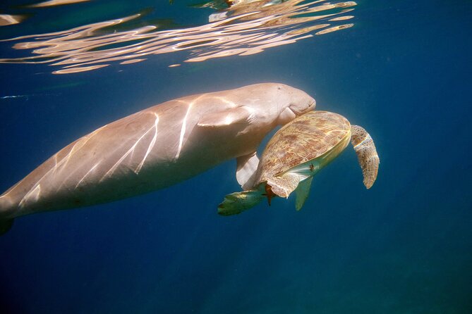 Daily Dive with Dugongs & Turtles at Marsa Mubarak | Marsa Alam - The 2-Hour SCUBA Session: What to Expect and Why It Feels Efficient