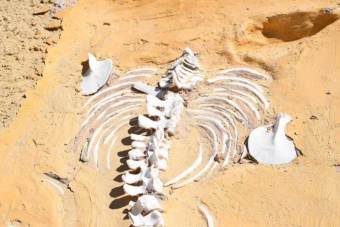 Day Trip to Wadi El-Hitan, Wadi El-Rayyan & Al Fayyom Oasis - Lunch and comfort: what’s included, and what you should bring