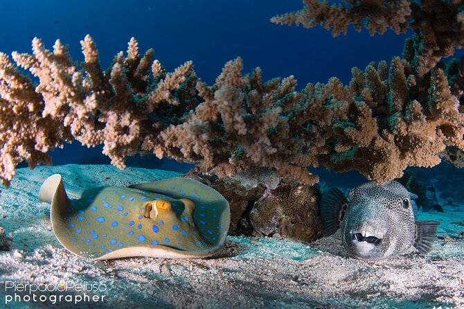 Discover Scuba Diving Sharm El Sheikh - Price and value: what $80 gets you (and what can add up)