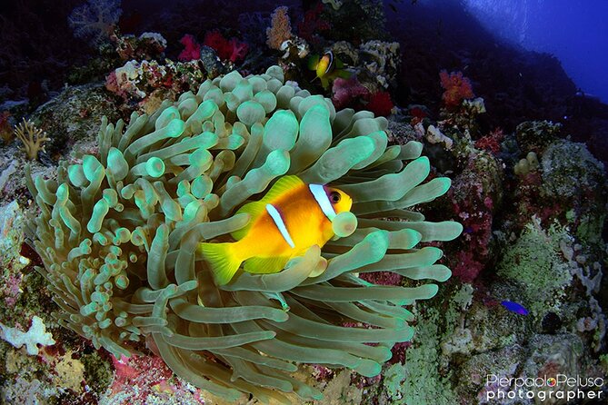Discover Scuba Diving Sharm El Sheikh - The big moment: open-water time near Ras Mohamed and White Island
