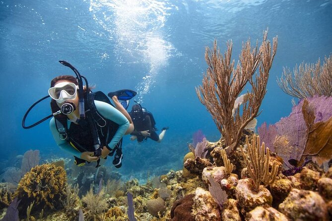 Diving And Snorkeling To Ras Mohamed And White Island By VIP Boat - Snorkeling time on this tour: guided, but you still control your enjoyment