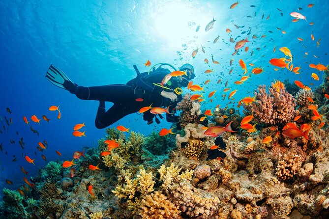 Diving in Hurghada for Beginners With Lunch and Transfer - What you learn underwater: skills, safety, and support