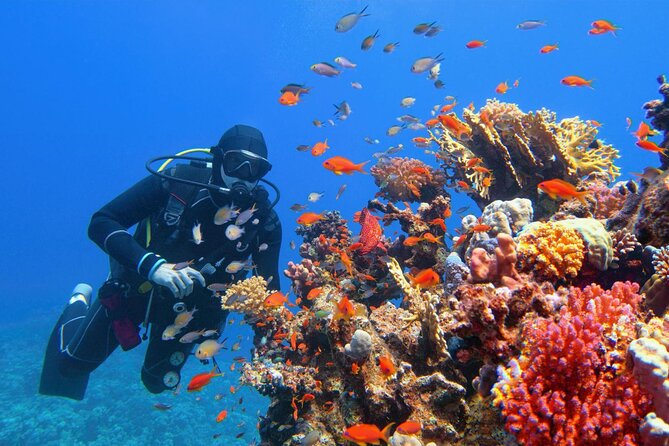 Diving in Hurghada for Beginners With Lunch and Transfer - Boat lunch and soft drinks: why the onboard time matters