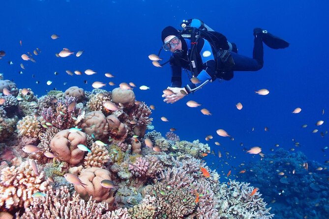 Diving in Hurghada for Beginners With Lunch and Transfer - Price and real value: $23.56 plus the bits you should budget for
