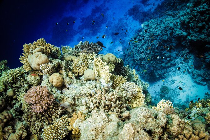 Diving in Hurghada for Beginners With Lunch and Transfer - Best for: first-timers who want structure and a friendly crew