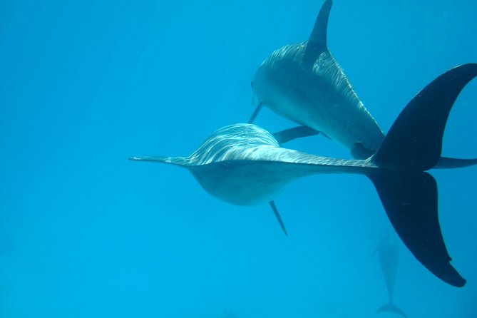 Dolphin house - Key highlights worth your attention