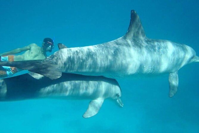 Dolphin house - Should you book this dolphin and snorkeling tour?