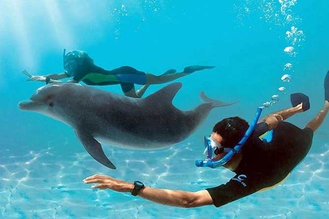 Dolphin House By Private Speed Boat & Drinks & Transfer-Hurghada - Key highlights
