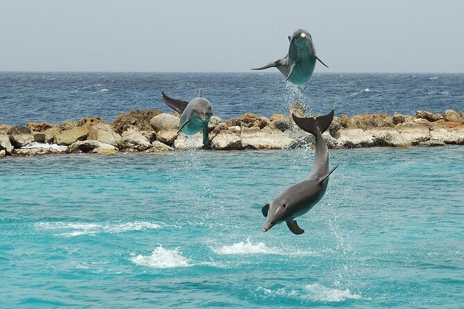 Dolphin House By Private Speed Boat & Drinks & Transfer-Hurghada - Drinks, extras, and what the boat experience adds