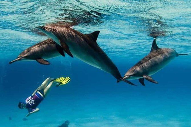 Dolphin House By Private Speed Boat & Drinks & Transfer-Hurghada - Who should book this Dolphin House private speedboat trip?