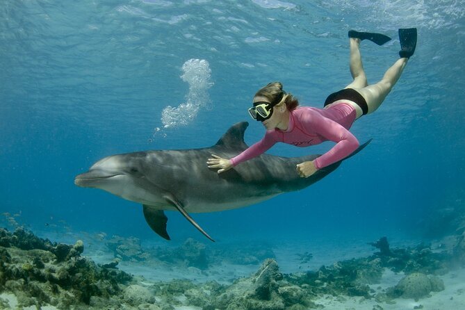 Dolphin House By Private Speed Boat & Drinks & Transfer-Hurghada - Dolphin House Swim: the moment you came for