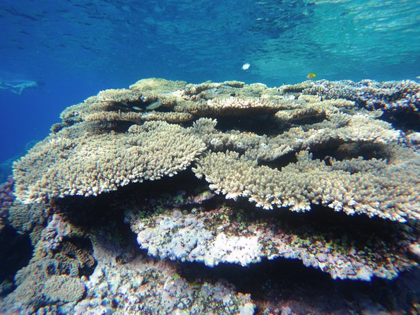 Dolphin House Reef Snorkeling Sea Trip With Transfer - Marsa Alam - Second reef stop: caves, tunnels, coral gardens (with a real-world note)