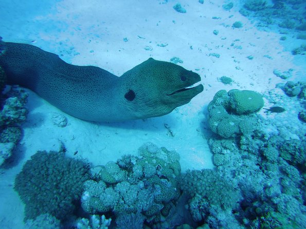 Dolphin House Reef Snorkeling Sea Trip With Transfer - Marsa Alam - Lunch on board: fresh food, nonstop drinks, and an easy reset