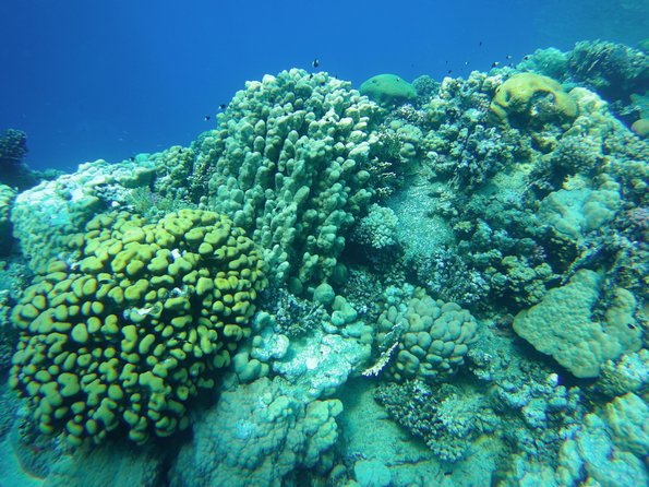Dolphin House Reef Snorkeling Sea Trip With Transfer - Marsa Alam - Price and value: what $52 really buys you