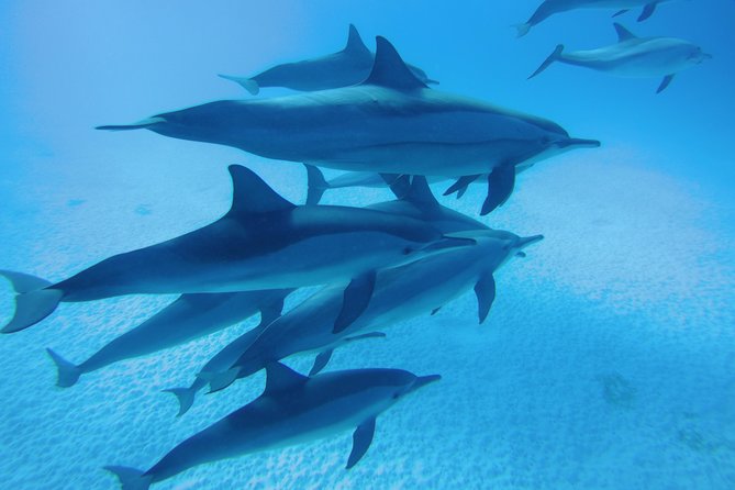 Dolphin House Reef Snorkeling Sea Trip With Transfer - Marsa Alam - First snorkeling session at Dolphin House: dolphins, rules, and calm guidance