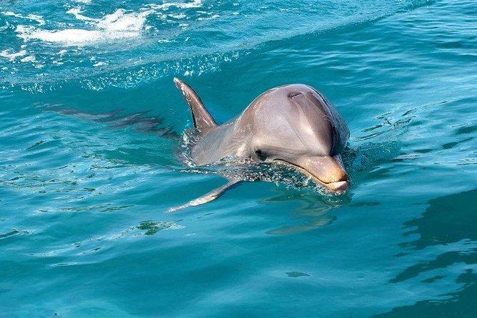 Dolphin House Royal sea Trip Luxury Boat With Transfer - Hurghada - Key highlights worth factoring in