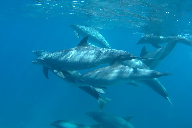 Dolphin House Royal sea Trip Luxury Boat With Transfer - Hurghada - On the Water: Crew Vibe, Safety, and Lunch That Actually Satisfies