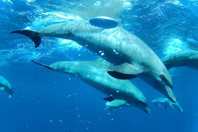 Dolphin House Royal sea Trip Luxury Boat With Transfer - Hurghada - Two Guided Snorkeling Stops at Coral Reefs