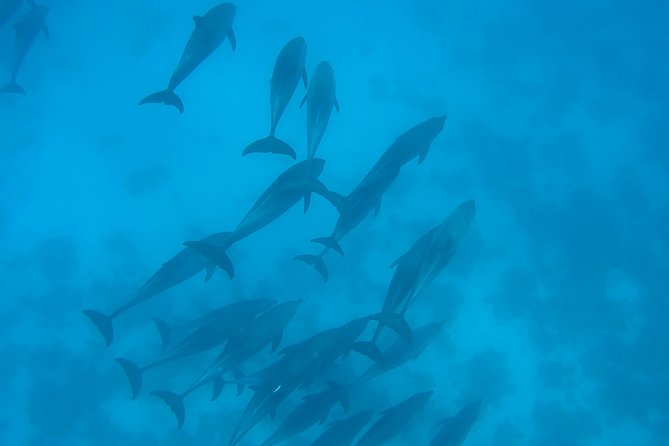 Dolphin House Royal sea Trip Luxury Boat With Transfer - Hurghada - Banana & Quadra Water Sports: The 20 Minutes That Feel Longer