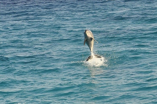 Dolphin House Royal sea Trip Luxury Boat With Transfer - Hurghada - Getting to the Marina: A/C Pickup and an 8:00 am Start