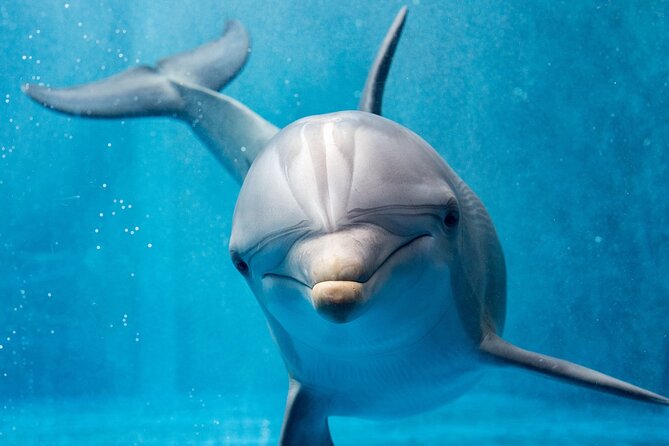 Dolphin House Royal Sea Trip Water Sports W/Transfer - HURGHADA - Lunch, Coffee, and Keeping Your Energy Up