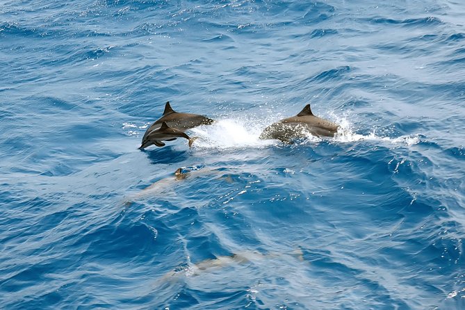 Dolphin House Royal VIP Special Day Snorkeling Sea Trip With Lunch - Hurghada - Dolphin House Stop: How to Plan for Dolphins Around the Boat