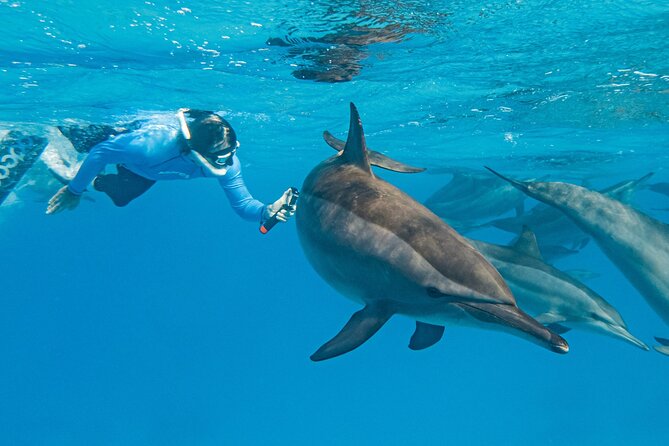 Dolphin House Samadai Reef Boat Snorkeling Trip from Marsa Alam - Dolphin House and Samadai Reef: the real value