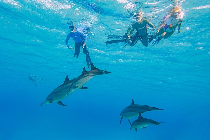 Dolphin House Samadai Reef Boat Snorkeling Trip from Marsa Alam - Getting from Marsa Alam to the marina without headaches