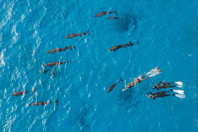 Dolphin House Samadai Reef Boat Snorkeling Trip from Marsa Alam - Group size, guide support, and dolphin etiquette that actually works