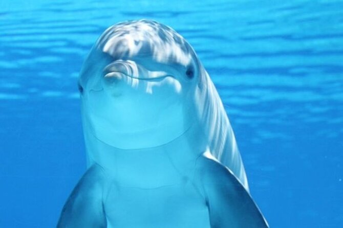 Dolphin House Snorkel & Water Fun Activity with Lunch - Hurghada - Key things I’d watch for before you go