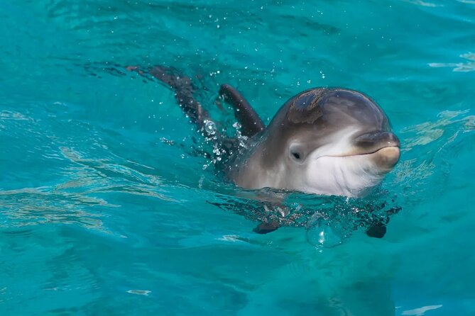 Dolphin House Snorkel & Water Fun Activity with Lunch - Hurghada - Price and logistics: the real cost you should budget