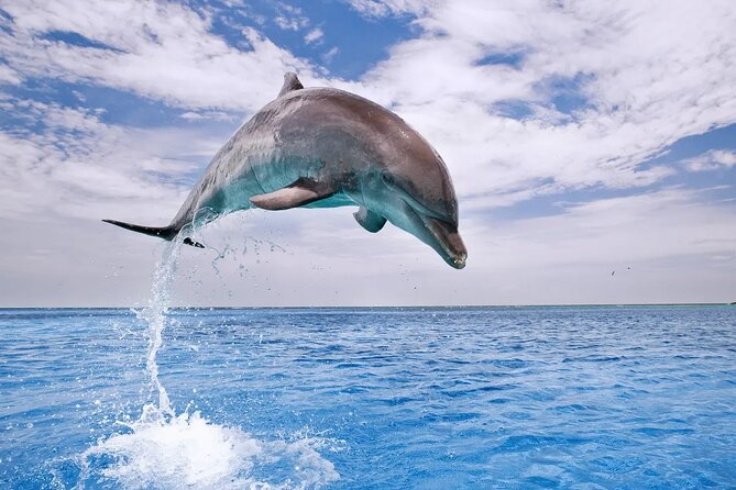 Dolphin House Snorkel & Water Fun Activity with Lunch - Hurghada - Dolphin House visit: dolphins and reef time in one package