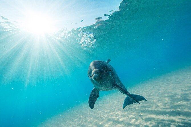 Dolphin House Snorkel & Water Fun Activity with Lunch - Hurghada - Water sports on the itinerary: fun, but keep it sensible