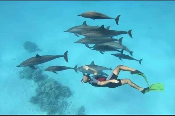 Dolphin House Snorkel & Water Fun Activity with Lunch - Hurghada - The 8-hour rhythm: pickup, boat ride, and two snorkeling stops