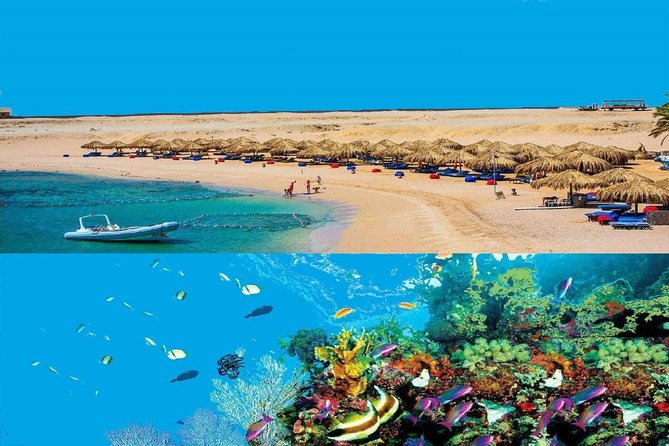 Dolphin House Snorkeling Day Cruise with Lunch from Hurghada - Key Highlights Worth Planning For
