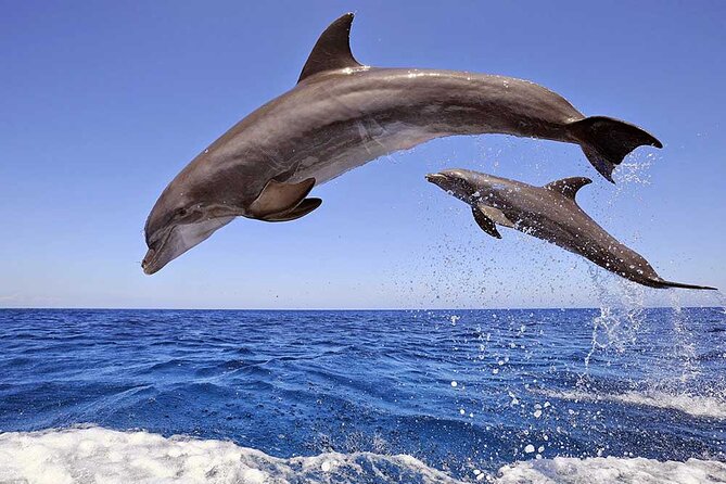 Dolphin House Snorkeling Fun in Hurghada - Key highlights worth waking up early for