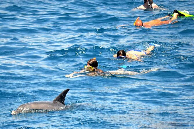 Dolphin House Snorkeling Fun in Hurghada - First stop: Getting out of Hurghada by 8:00 am