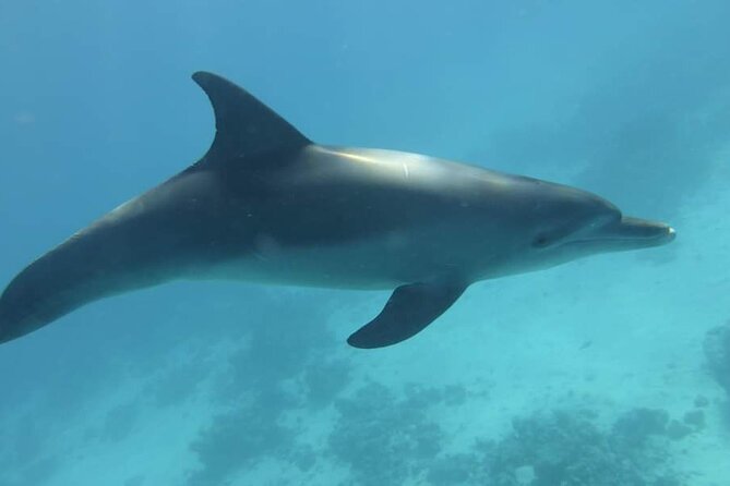 Dolphin House Snorkeling Fun in Hurghada - Coral reef snorkeling: your second guided swim stop