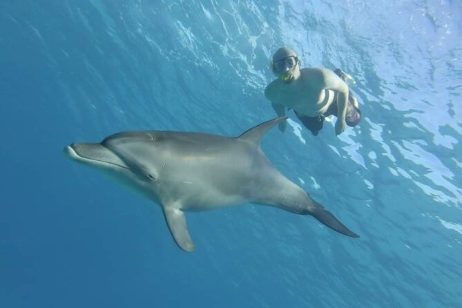 Dolphin House Snorkeling Fun in Hurghada - Dolphin House snorkeling: the main event at sea