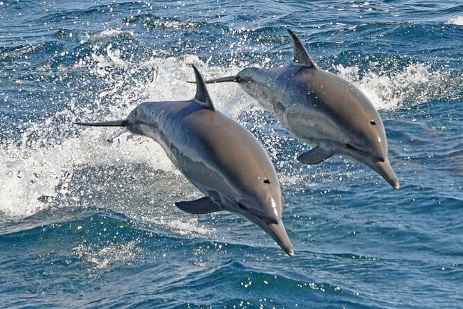 Dolphin House Snorkeling Sea Trip, Water Sport , Lunch - Hurghada - Dolphin House: what you’re actually doing with dolphins