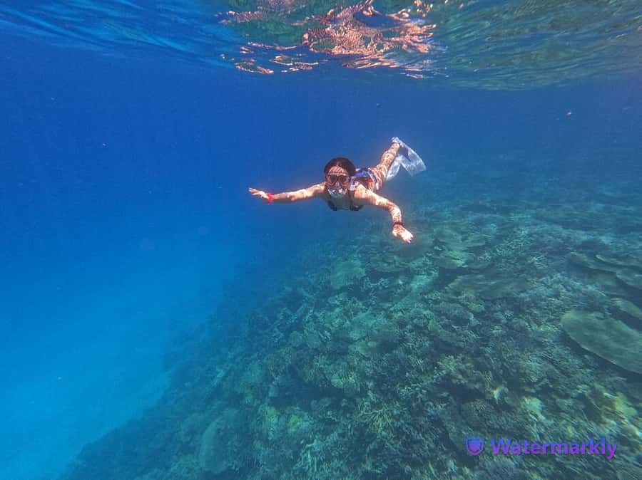 Dolphin house snorkeling trip - Key Things I’d Put on Your Radar