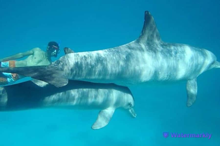 Dolphin house snorkeling trip - Hurghada Pickup: where the day starts (and where it might not)
